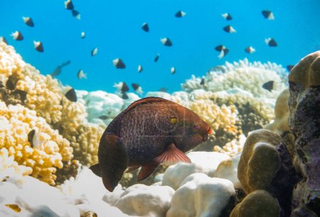 Téléchargez les photos : Perroquet noir sur les coraux avec des poissons dascyllus à queue blanche en arrière-plan en Egypte - en image libre de droit