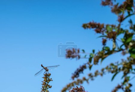 Foto de Libélula se sienta en una rama de un arbusto buddleia con cielo azul profundo en el verano - Imagen libre de derechos