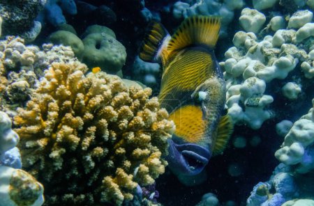 Téléchargez les photos : Triggerfish vert entre les coraux dans la mer rouge egypte - en image libre de droit