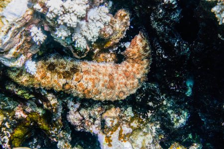 Téléchargez les photos : Grand escargot sur les coraux pendant la plongée en vacances en Egypte - en image libre de droit