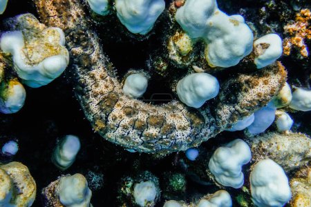 Téléchargez les photos : Grand escargot de mer avec un motif entre les coraux en Egypte - en image libre de droit