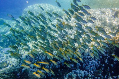 Téléchargez les photos : École de poissons au-dessus d'un récif corallien en eau bleu profond lors de la plongée en Egypte vue détaillée - en image libre de droit