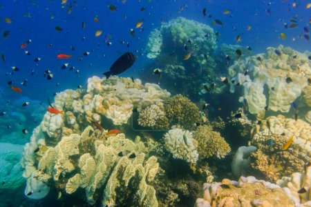Téléchargez les photos : Beaucoup de différents poissons et coraux lors de la plongée dans la mer rouge en Egypte - en image libre de droit
