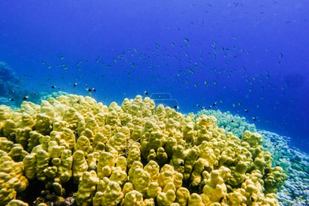 Foto de Muchos peces pequeños sobre corales amarillos en aguas azules profundas de vacaciones en Egipto - Imagen libre de derechos