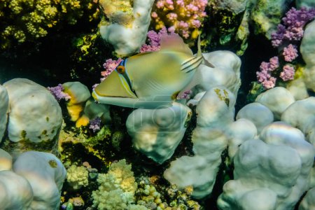 Téléchargez les photos : Seul picasso triggerfish près des coraux dans la mer rouge egypte - en image libre de droit
