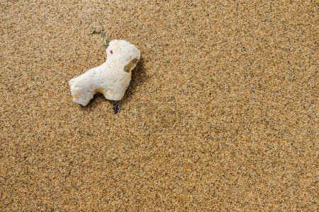 Foto de Pequeño coral blanco en arena marrón fina en la playa de vacaciones - Imagen libre de derechos