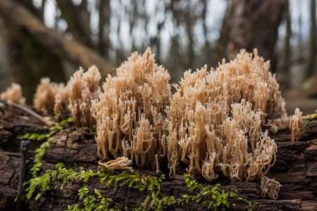 Foto de Seta de coral en la corteza de un árbol viejo en el bosque - Imagen libre de derechos