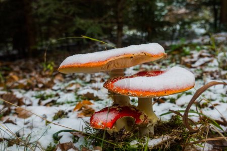 Photo for Group of three red fly agaric with snow in the winter forest - Royalty Free Image