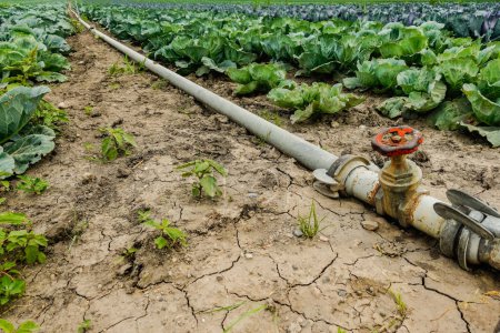 Téléchargez les photos : Réchauffement climatique avec des sols secs sur un champ avec un robinet fermé en été - en image libre de droit