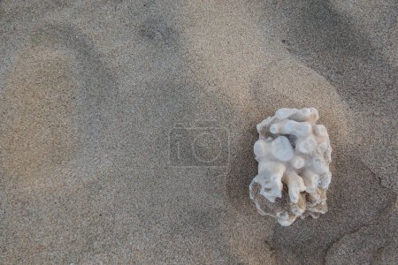 Foto de Solo coral blanco yaciendo en arena fina en la playa de vacaciones en Egipto - Imagen libre de derechos