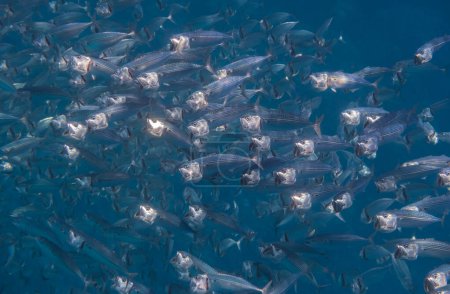 big swarm of bigmouth mackerels during snorkeling in the red sea egypt