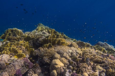 wunderschöne verschiedene Korallen mit kleinen Fischen beim Schnorcheln in Ägypten