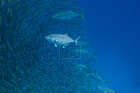 große Raubfische in einem riesigen Schwarm kleiner Fische in blauem Meerwasser aus Ägypten