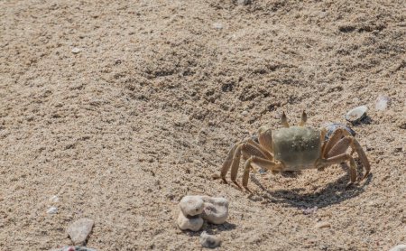 Foto de Gran cangrejo corriendo muy rápido sobre arena fina en la playa al sol - Imagen libre de derechos