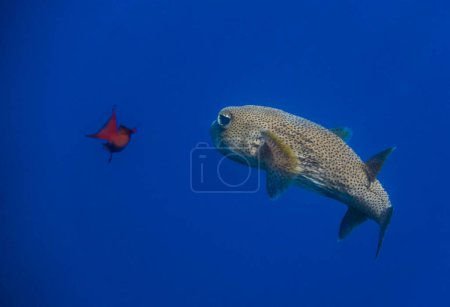 Foto de Spon fin porcoupinfish en aguas azules profundas con otro pequeño pez en Egipto - Imagen libre de derechos