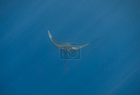 Foto de Increíble rayo de águila manchada en agua de mar azul claro con rayos de sol de la superficie en Egipto - Imagen libre de derechos