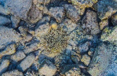 Kleine Anemone am Meer mit vielen Steinen und sehr kleinen Anemonenfischen im Inneren