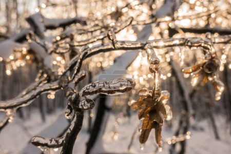 Glühendes Eis auf den Zweigen in der Sonne beim Wandern im Winter