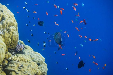 deep blue seawater and lot of fishes at the coral reef in egypt