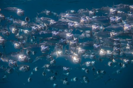 large school of bigmouth mackerels shining in the sun during diving in the red sea egypt