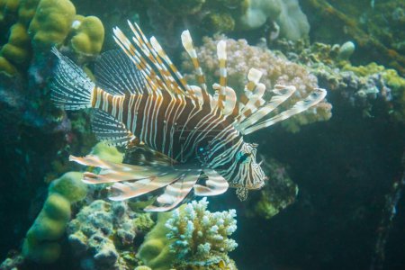 Große Radialfische am Korallenriff im Roten Meer