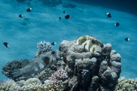 zwei weiß gefleckte Kugelfische liegen auf Korallen am Meeresboden in Ägypten