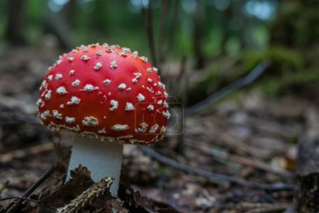 wonderful red fly agaric with lot of white points in the forest detail view