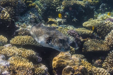 Kugelfische schwimmen über Korallen im Roten Meer Ägypten