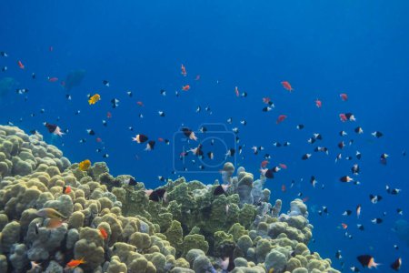 Tausende kleine Fische über Korallen beim Tauchen in Ägypten