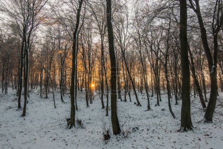 sunset during hiking in the winter forest with snow
