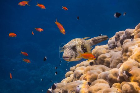 weiß gefleckte Kugelfische schweben über Korallen mit leuchtend orangen Fischen im blauen Meerwasser