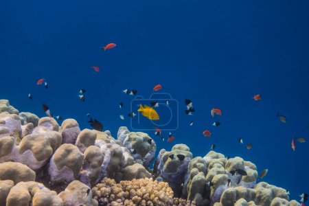 wunderbare kleine bunte Fische über Korallen in tiefblauem Wasser aus Ägypten