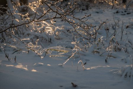 Glühender Schnee und Eis auf den Ästen in der Natur und im Winter