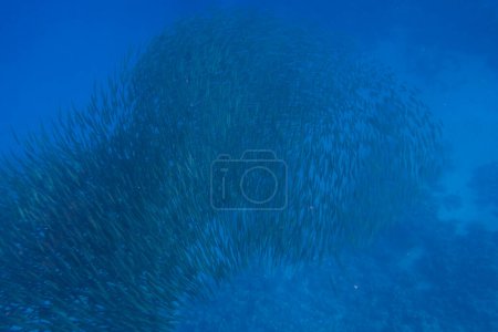 huge school of little fishes in blue water during diving in egypt