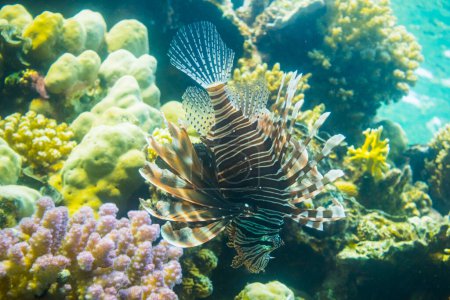 große Radialfische im farbenfrohen Korallenriff beim Tauchen in Ägypten