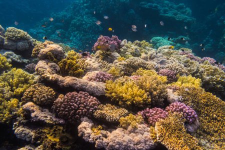 Farbenfrohe Landschaft auf einem Korallenriff bei einem Tauchausflug in Ägypten