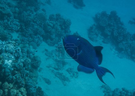 blue triggerfish swimming in the depth during freediving in egypt