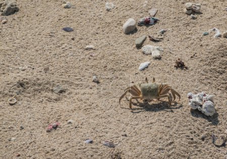 Foto de Gran cangrejo corriendo en arena fina sobre la playa en Egipto - Imagen libre de derechos
