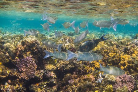lot of gray fishes in shallow water at the coral reef in egypt