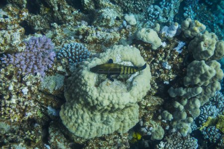 Pfauenhirsch liegt in einer Koralle am Boden vom Meeresboden in Ägypten