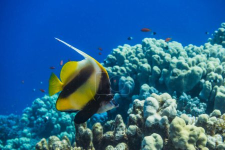 Roter Seebannerfisch schwimmt über dem Korallenriff mit blauem Wasser in Ägypten