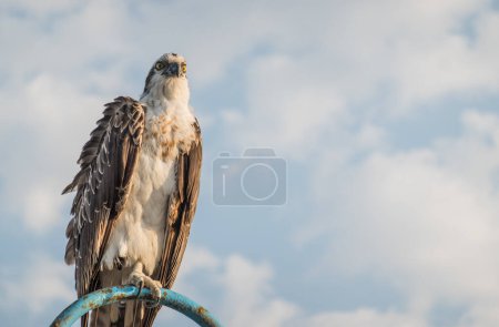 sea eagle sitting on a lantern at the beach and looking to the landscape and sea in egypt