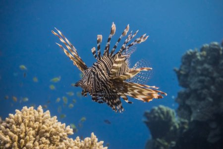 einzelner Teufelsfischchen schwebt in tiefblauem Wasser über Korallen in Ägypten