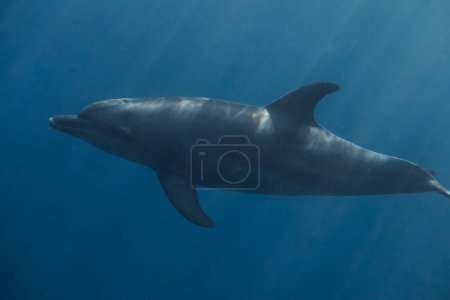 single playful dolphin in deep blue water with sunrays during diving in egypt