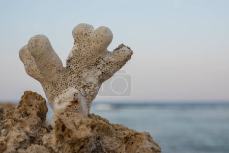 einzelne weiße Korallen am Riff über dem Wasser nach Ebbe am Meer in Ägypten