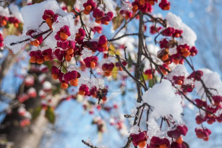 Schnee und Eis auf bunten roten und orangefarbenen Pflanzen im Winter
