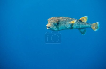 Stachelflossenfische schweben in klarem blauem Wasser aus dem Roten Meer in Ägypten