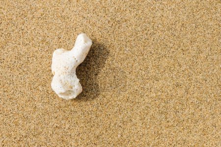Foto de Solo coral blanco en la playa de arena fina de vacaciones en Egipto - Imagen libre de derechos