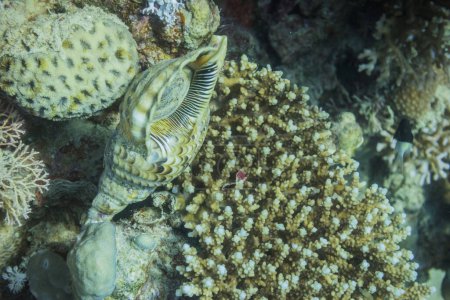 riesige Muschel liegt beim Tauchen in Ägypten auf Korallen im Riff