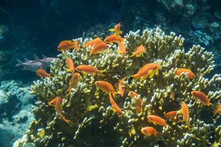 viele kleine orangefarbene Fische auf gelben Korallen Detailansicht beim Tauchen in Ägypten